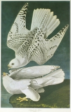 birds 14 - Iceland or Ter Falcon, Falco Islandicus